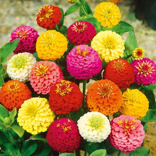 Zinnie - Lilliput Mischung - Lange Blütezeit Bis Herbst - Zinnia elegans