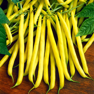 Buschbohne Złota Saxa - Perfekt Für Die Erste Ernte - 500 g