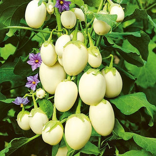 Zieraubergine - Golden Eggs - Kompakt Wüchsig, Essbar, Besonders Dekorativ - Solanum melongena - Premium-Saatgut