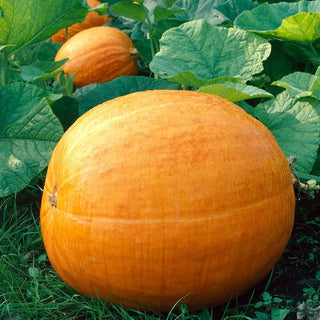 Big Max Pumpkin - Gigantic, Full of Flavour, Up to 45 kg of Deliciousness! - Cucurbita Maxima - Premium Seeds