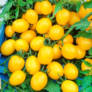 Citrus Grape Cocktail Tomato - Early, Yellow and Juicy, Wonderful Taste - Premium Seeds