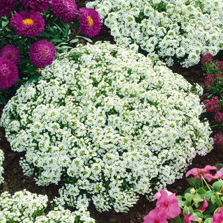 Steinkraut - Snowcloth - Reich Blühend, Pflegeleicht - Lobularia maritima