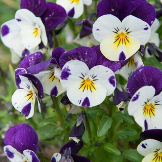 Hornveilchen - Johny Jump Up - Zuverlässige Balkonblume - Viola cornuta - Premium-Saatgut