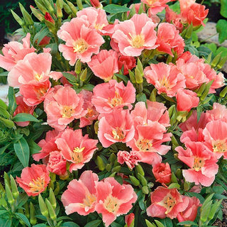 Sommerazalee - Sybil Sherwood - Helle Elegante Blüten Mit Großen Glocken - Godetia grandiflora