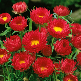 Rosen-Sonnenflügel - Rot - Zart, Perfekt Für Trockensträuße - Helipterum roseum