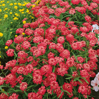 Doldige Schleifenblume - Rot - Farbenprächtig, Schnellwachsend Den Ganzen Sommer - Iberis umbellata - Premium-Saatgut