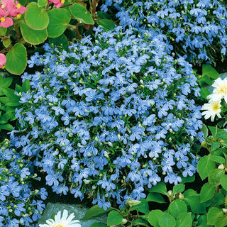 Männertreu - Hellblau - Belebt Kompositionen Mit Pastellton - Lobelia erinus