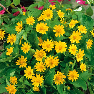 Sterntaler - Lange Und Üppige Blüte - Melampodium paludosum - Premium-Saatgut