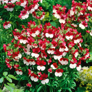 Elfenspiegel - St. George - Einjährige Frosttolerante Pflanze - Nemesia strumosa