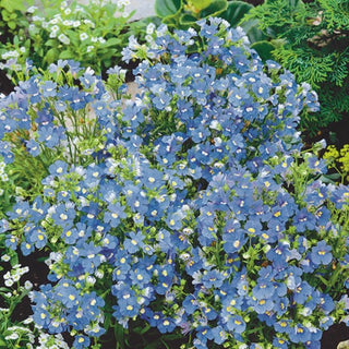 Elfenspiegel - Blue Gem - Ideal Für Kübel Und Beete - Nemesia strumosa