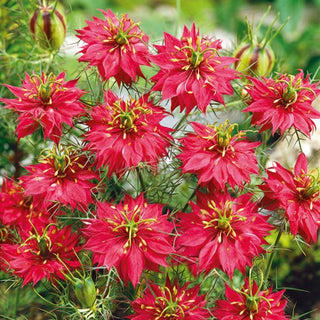 Jungfer im Grünen - Rot - Sommergarten In Rottönen - Nigella damascena - Premium-Saatgut