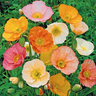 Islandmohn - Charmant, Farbenfroh, Besonders Robust - Papaver nudicaule
