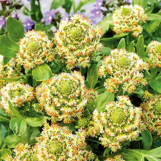Duft-Resede - Rot - Natürlich Wunderschön Für Beete Und Sträuße - Reseda odorata - Premium-Saatgut