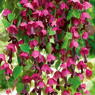 Rosenkleid - Perfekt Violett Für Hängekörbe - Rhodochiton atrosanguineus