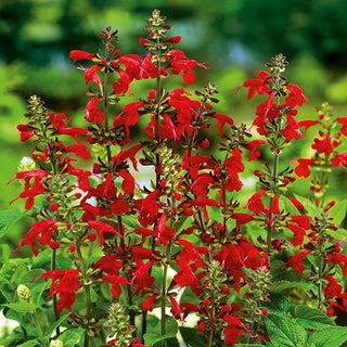 Scharlachrote Salbei - Dichte Und Leuchtend Rote Blüten - Salvia coccinea