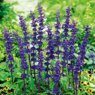 Mehlsalbei - Blue Bedder - Lang Blühend, Perfekt Für Beete - Salvia farinacea