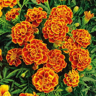 Studentenblume - Queen Sophia - Atemberaubende Sorte, Einzigartige Farbe - Tagetes patula