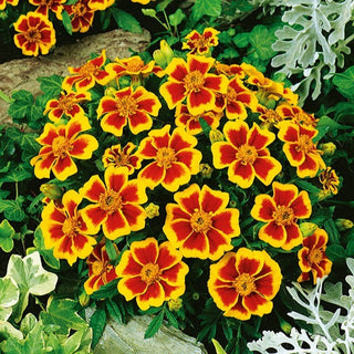 Studentenblume - Dainty Marietta - Blüht Bis Zum Ersten Frost - Tagetes patula