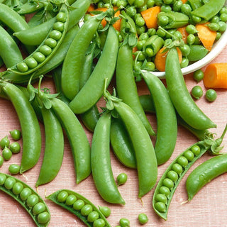 Ambrosia Sugar Pea - Early Yields, Exceptional Sweetness - Pisum Sativum - Premium Seeds