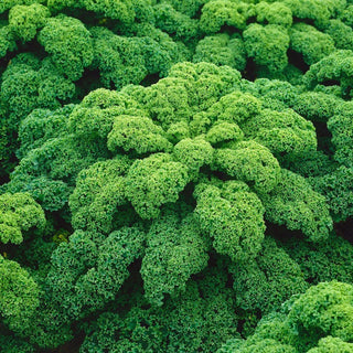 Halbhoher Grüner Krauser Kale - Rich in Protein and Vitamins, Easy to Grow - Premium Seeds