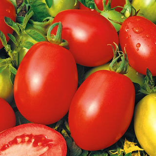Tomate - Rio Grande - Länglich, Fest, Ideal Zum Einkochen