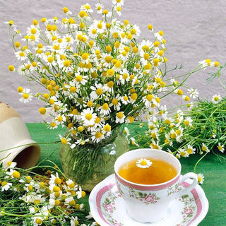 Chamomile - Natural Remedy for Stomach Ailments - Matricaria Chamomilla - Premium Seeds