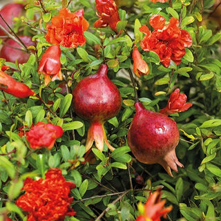 Zwerg-Granatapfel - Kompakter Granatapfel Für Garten Und Balkon - Punica granatum nana - Premium-Saatgut
