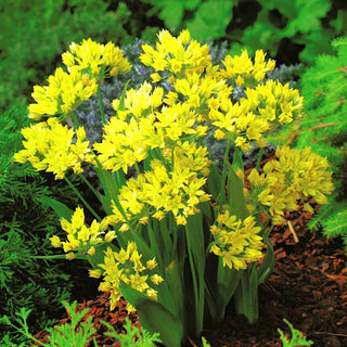 Goldlauch - Allium - Goldene Sonnenflecken im Beet - 20 Blumenzwiebeln