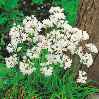 Allium neapolitanum - Allium - Zarte Weiße Blüten - 20 Blumenzwiebeln