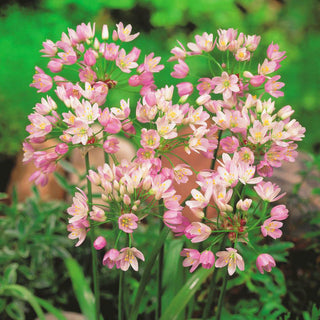 Rosen-Lauch - Allium - Zarte Rosa Blütenstände - 20 Blumenzwiebeln