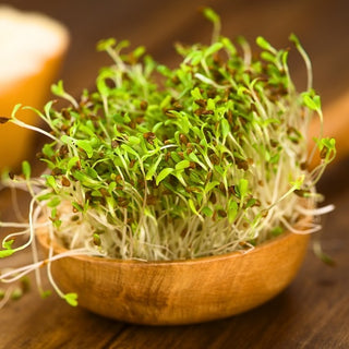 BIO Keimsprossen - Alfalfa - Energiequelle Aus Luzernesamen - Medicago sativa