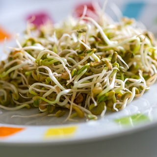 BIO Keimsprossen - Linsen - Gesunder Snack Aus Der Natur - Lens culinaris