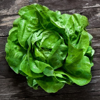 BIO Salat Maikönig - Frühreif, Zartbuttrig, Naturbelassen - Premium-Saatgut