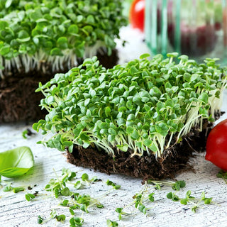 Microgreens Sweet Basil - Mild, Slightly Sweet Flavour, Perfect for Salads, Slaws, and Sandwiches - Ocimum basilicum - Premium Seeds