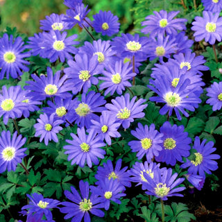 Garten-Strahlen-Windröschen - Blue Shades - Anemone - Frosthart und widerstandsfähig gegen schwierige Bedingungen - 8 Blumenzwiebeln