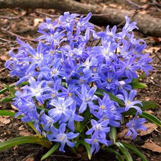 Schneeglanz - Chionodoxa - Erster malerischer Frühlingshauch - 10 Blumenzwiebeln