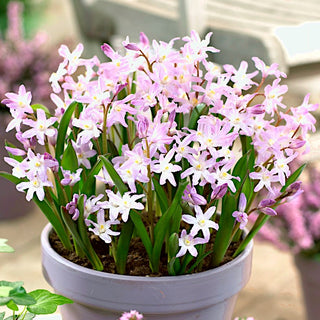 Schneeglanz - Pink Giant - Chionodoxa - Pastellene Natürliche Eleganz - 10 Blumenzwiebeln