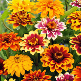 Haage-Zinnie - Persian Carpet Mischung - Orientalisches Flair Im Garten - Zinnia haageana