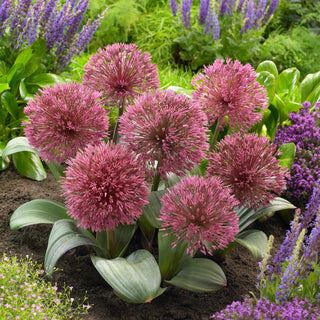 Allium nevskianum - Allium - Außergewöhnliche und robuste Pflanze
