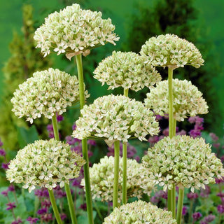 Zierlauch - Nigrum - Allium - Zeitlose Gartenpracht - 3 Blumenzwiebeln