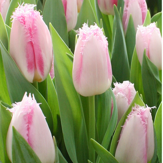 Tulpe - Edinburgh - Tulipa - Schöne dekorative Blütenränder - 5 Blumenzwiebeln