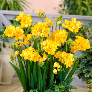 Freesie Gefüllt - Gelb - Freesia - Intensiver Warmer Akzent - 10 Blumenzwiebeln