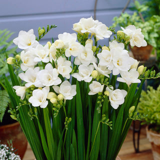 Freesie Gefüllt - Weiß - Freesia - Reines Strahlendes Weiß - 10 Blumenzwiebeln