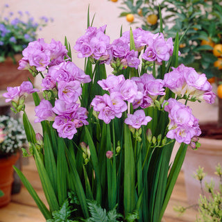 Freesie Gefüllt - Violett - Freesia - Tiefer Edler Farbton - 10 Blumenzwiebeln