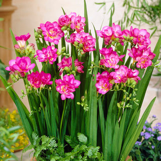 Freesie Gefüllt - Rosa - Freesia - Romantische Gartendekoration - 10 Blumenzwiebeln