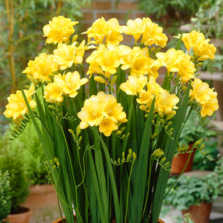 Freesie Einfach - Gelb - Freesia - Zarter Angenehmer Duft - 10 Blumenzwiebeln