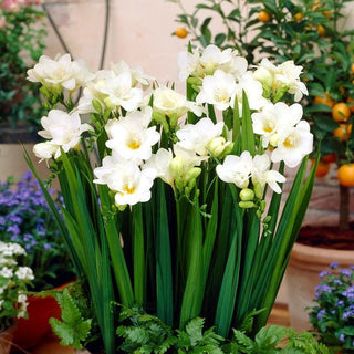 Freesie Einfach - Weiß - Freesia - Für elegante Arrangements - 10 Blumenzwiebeln