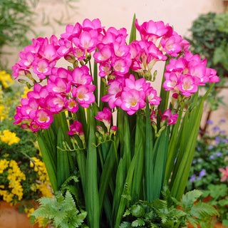 Freesie Einfach - Rosa - Freesia - Zarte romantische Farbe - 10 Blumenzwiebeln