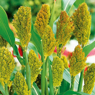 Schwarze Sorghumhirse - Auffällige Dunkle Zierähren - Sorghum nigrum - Premium-Saatgut