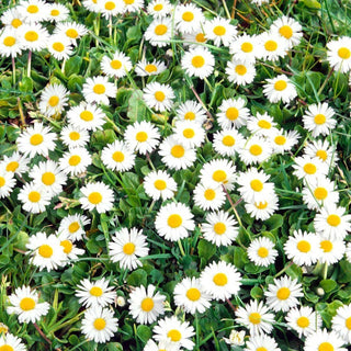 English Daisy - Blooming in Spring, Perfect for Borders and Beds - Bellis Perennis - Premium Seeds